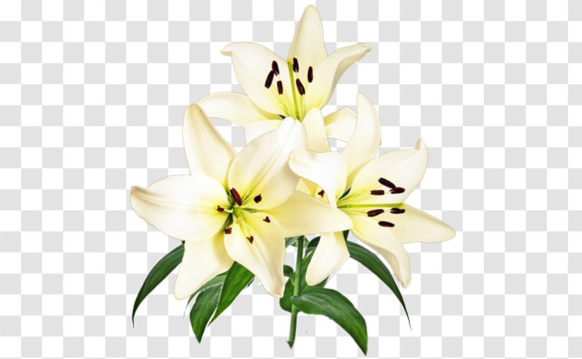 Cut Flowers Flower Bouquet Petal Lily M Transparent PNG