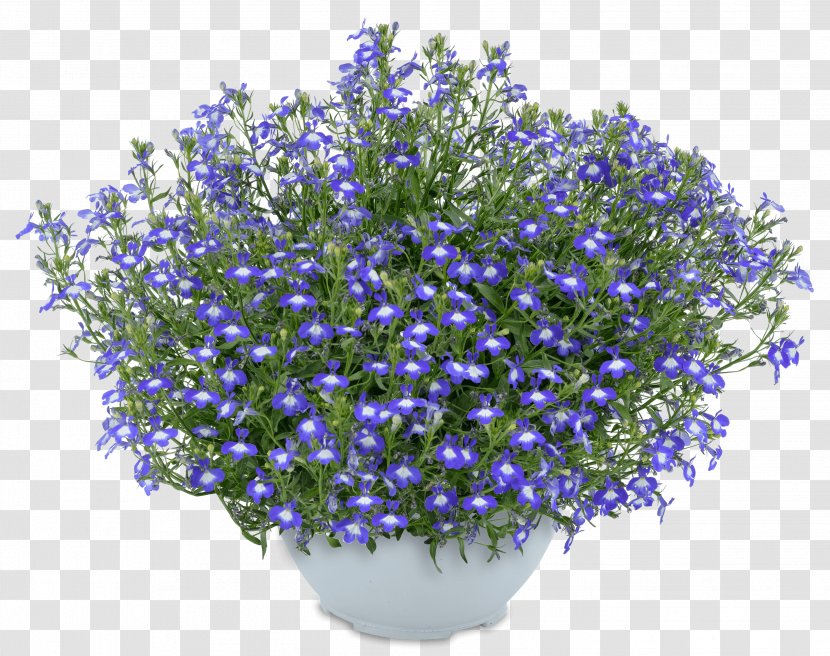 English Lavender Lobelias Flower Blue Mount Kenya - Red Transparent PNG