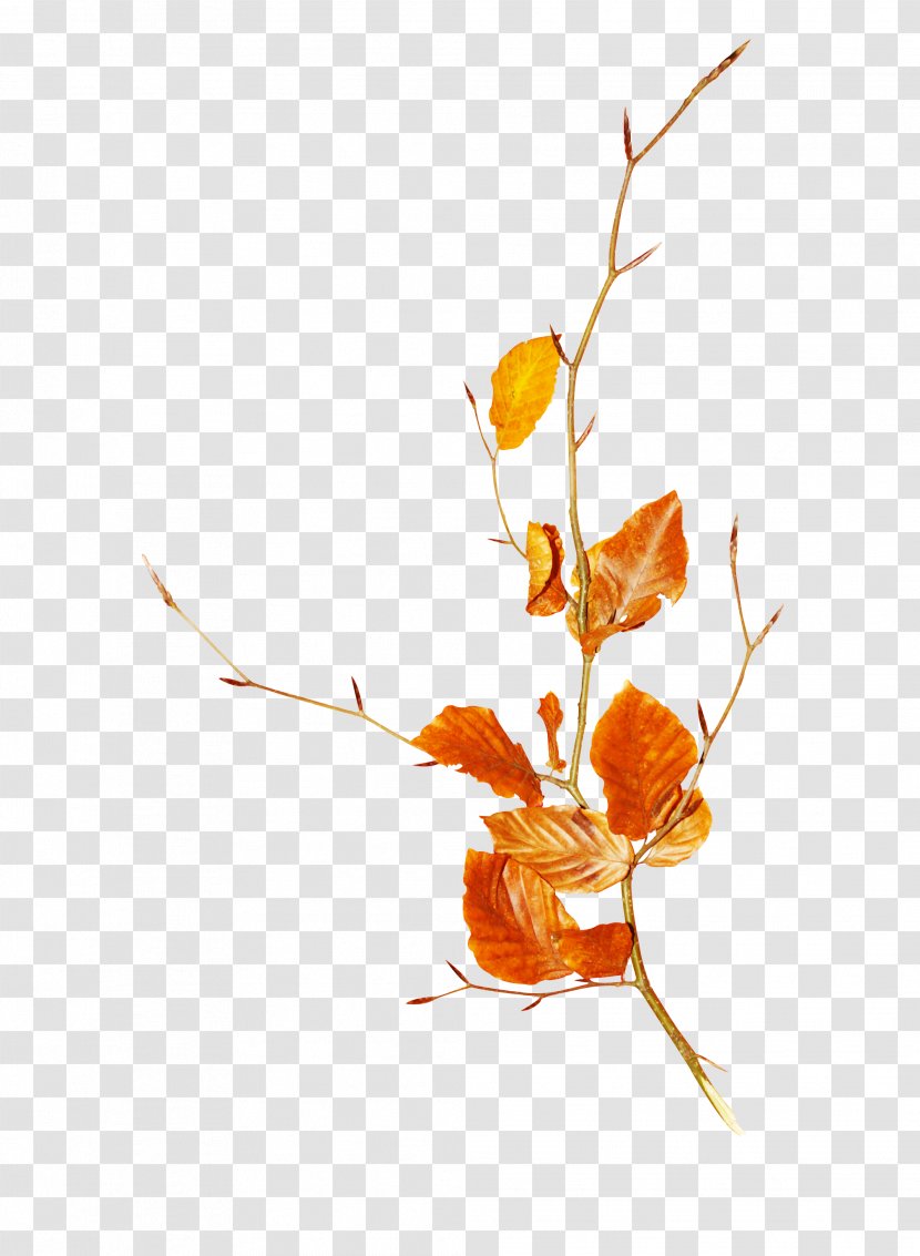 Autumn Deciduous Clip Art - Mint Leaf Transparent PNG