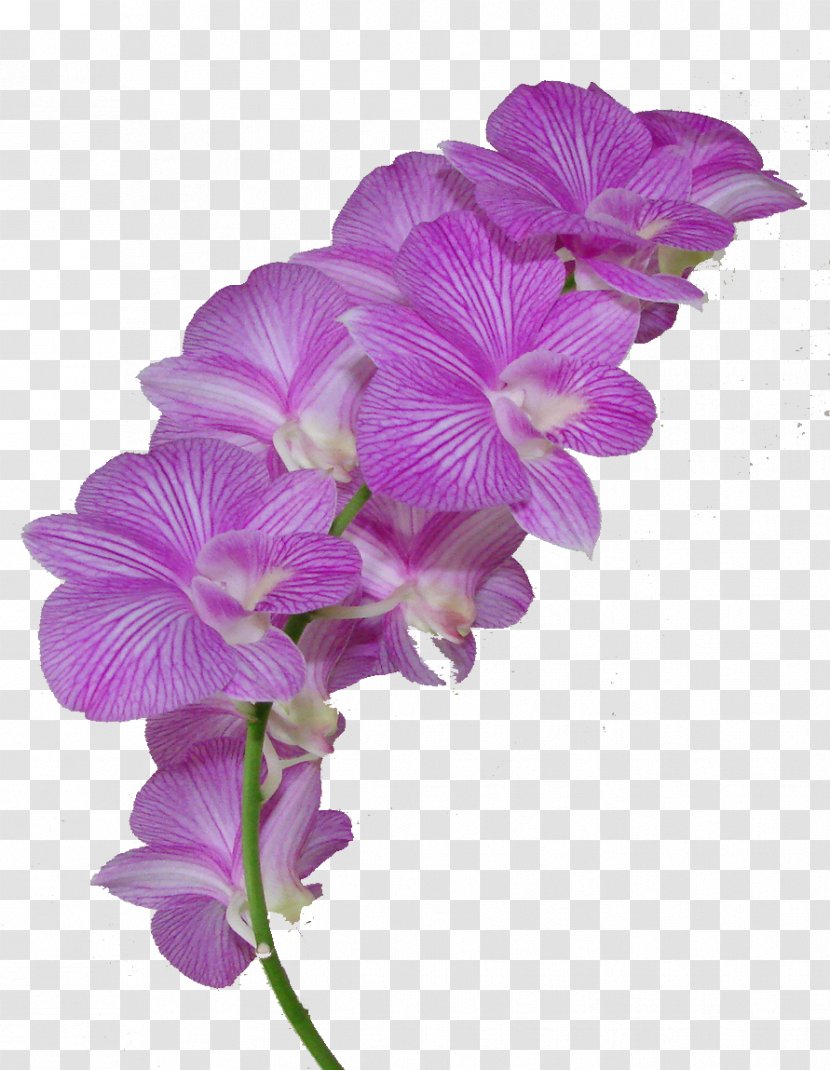 Orchids Dendrobium Clip Art Flower - Magenta Transparent PNG