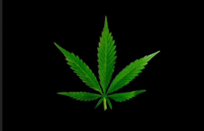 Cannabis High-definition Television Desktop Wallpaper Video Leaf - Stoner Film Transparent PNG