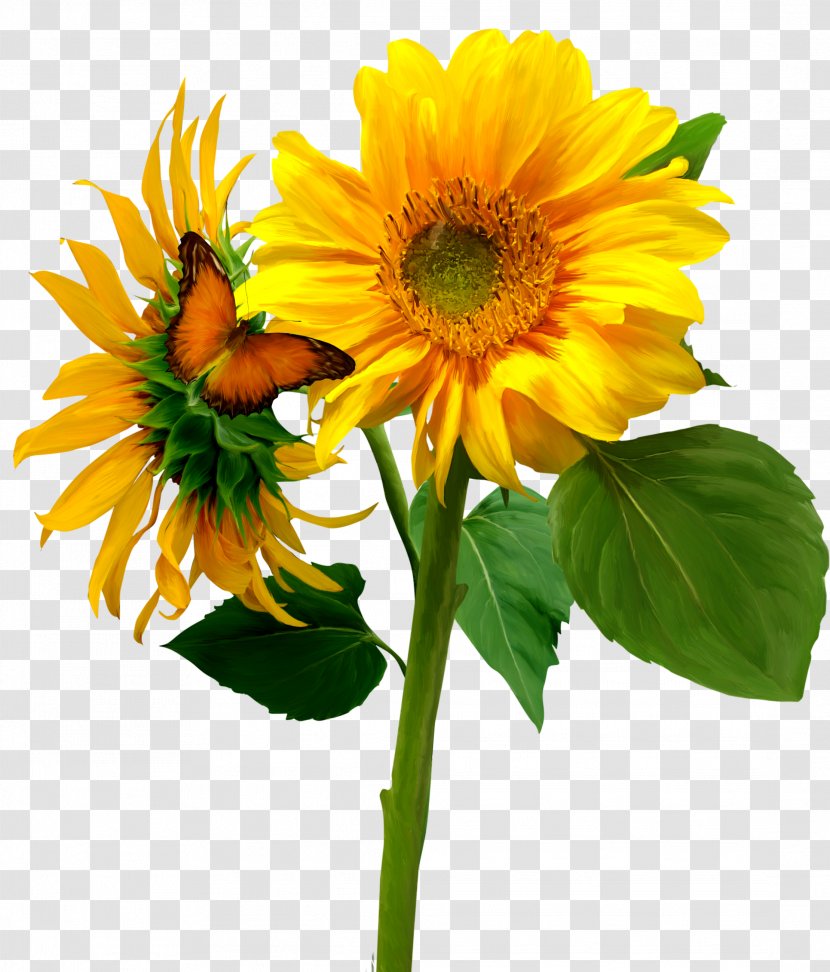 Common Sunflower - Gerbera - Flowers Butterfly Transparent PNG