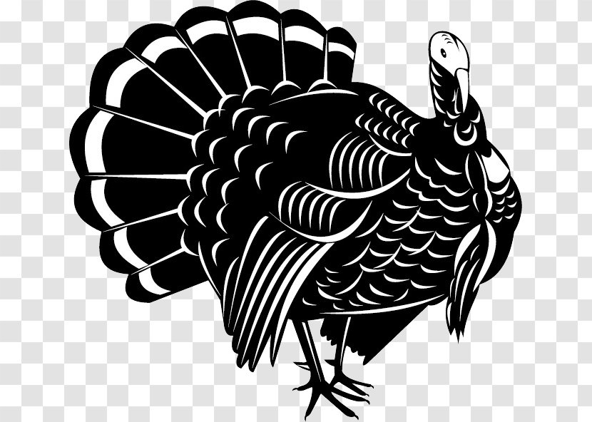 Wild Turkey Vector Graphics Illustration Stock Photography - Thanksgiving - Bird Background Transparent PNG