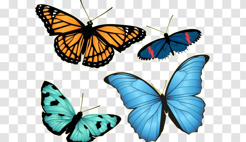 Drawing Download - Pollinator - Brush Footed Butterfly Transparent PNG