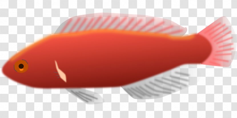 Cirrhilabrus Jordani Fish Transparent PNG