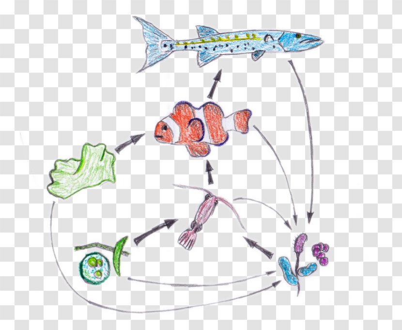 Food Web Chain Nemo Ecosystem - Energy Flow - Real Starfish Transparent PNG
