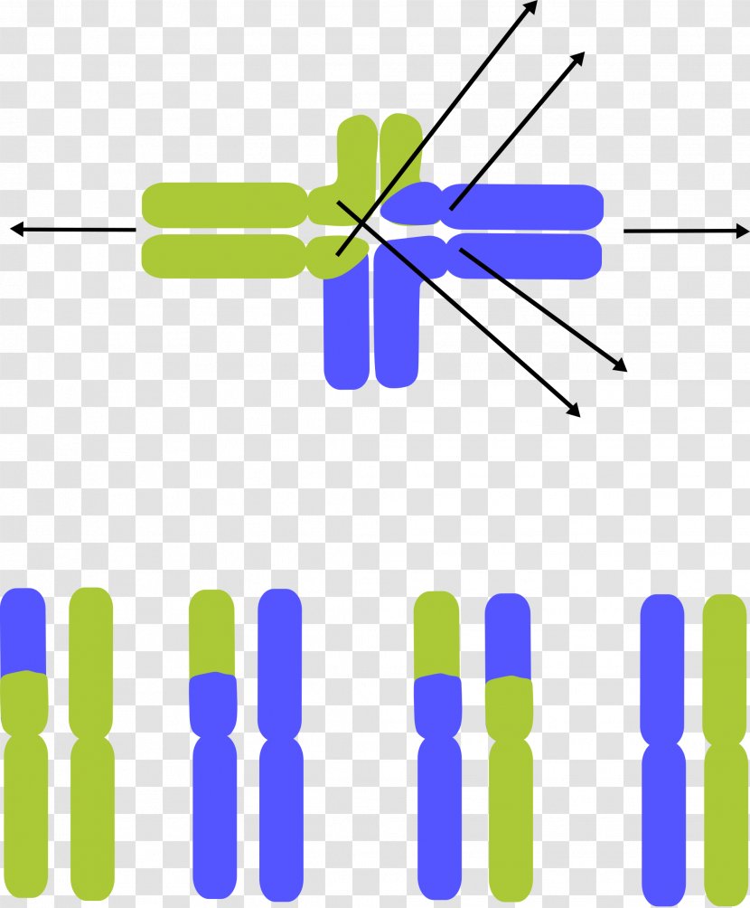 Chromosomal Translocation Germline Chromosome Abnormality Clip Art - Conserved Sequence - Evolution Transparent PNG