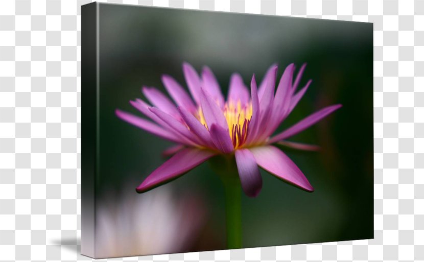 Desktop Wallpaper Close-up Flowering Plant Wildflower - Flower Transparent PNG