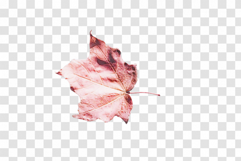 Leaf Petal Flower M-tree Tree Transparent PNG