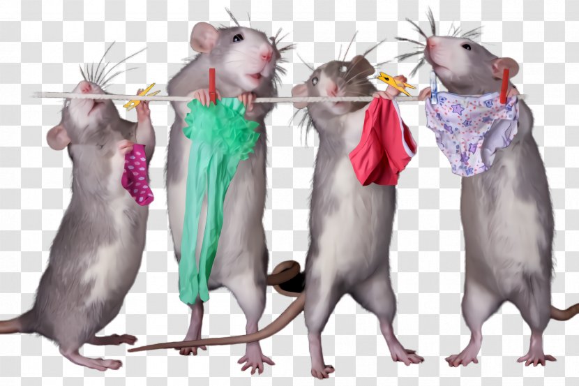 Rat Muridae Mouse Muroidea Pest - Gerbil Transparent PNG