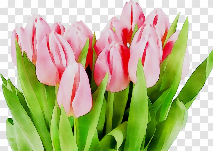Tulip Holiday Calendar Date Professional - Botany Transparent PNG