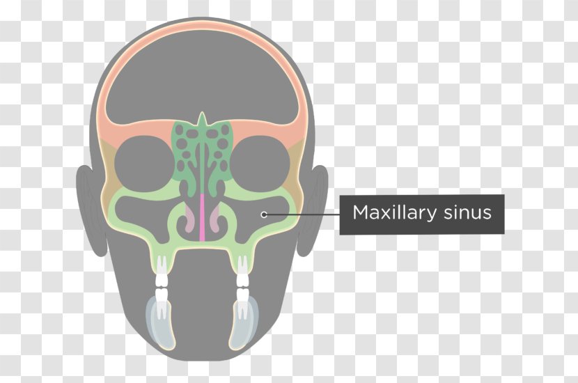 Paranasal Sinuses Ethmoid Sinus Bone Facial Skeleton - Maxillary Lateral Incisor Transparent PNG