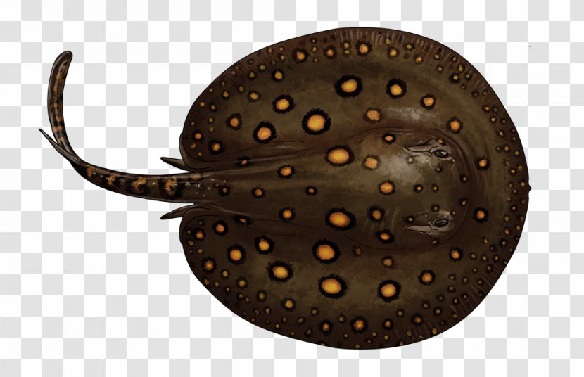 Fish Giant Freshwater Stingray Fresh Water Myliobatoidei Ocellate River - Potamotrygon Transparent PNG