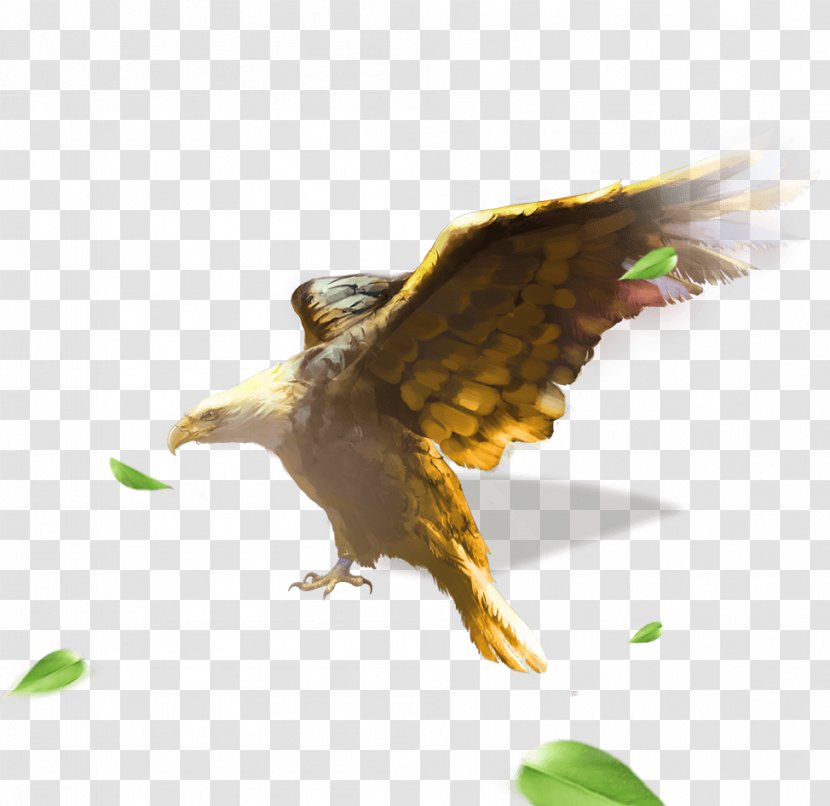 Bald Eagle The Legend Of Condor Heroes - Hawk - Zhanyi Painted Golden Falcon Transparent PNG