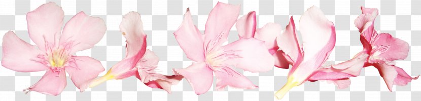 Flower Pink Floral Design - Rose - A Lot Of Small Peach Transparent PNG