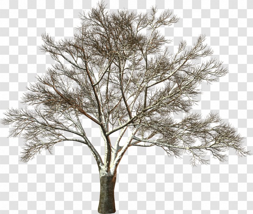White - Dead Tree Trunk Transparent PNG