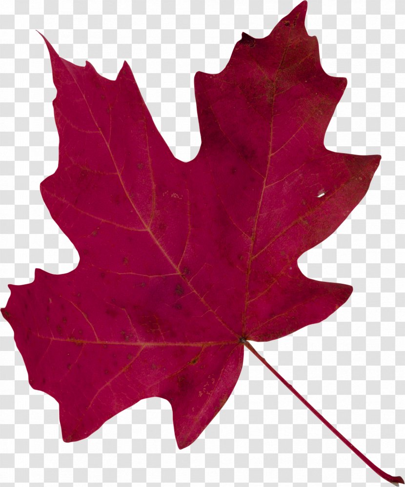 Maple Leaf - A Bunch Of Leaves Transparent PNG
