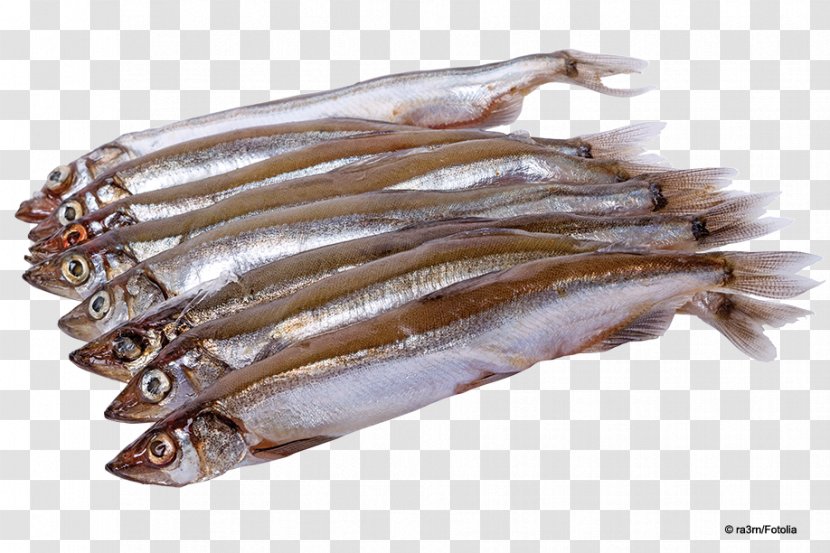 Capelin Fish Products Sardine Stock Photography - Oily Transparent PNG
