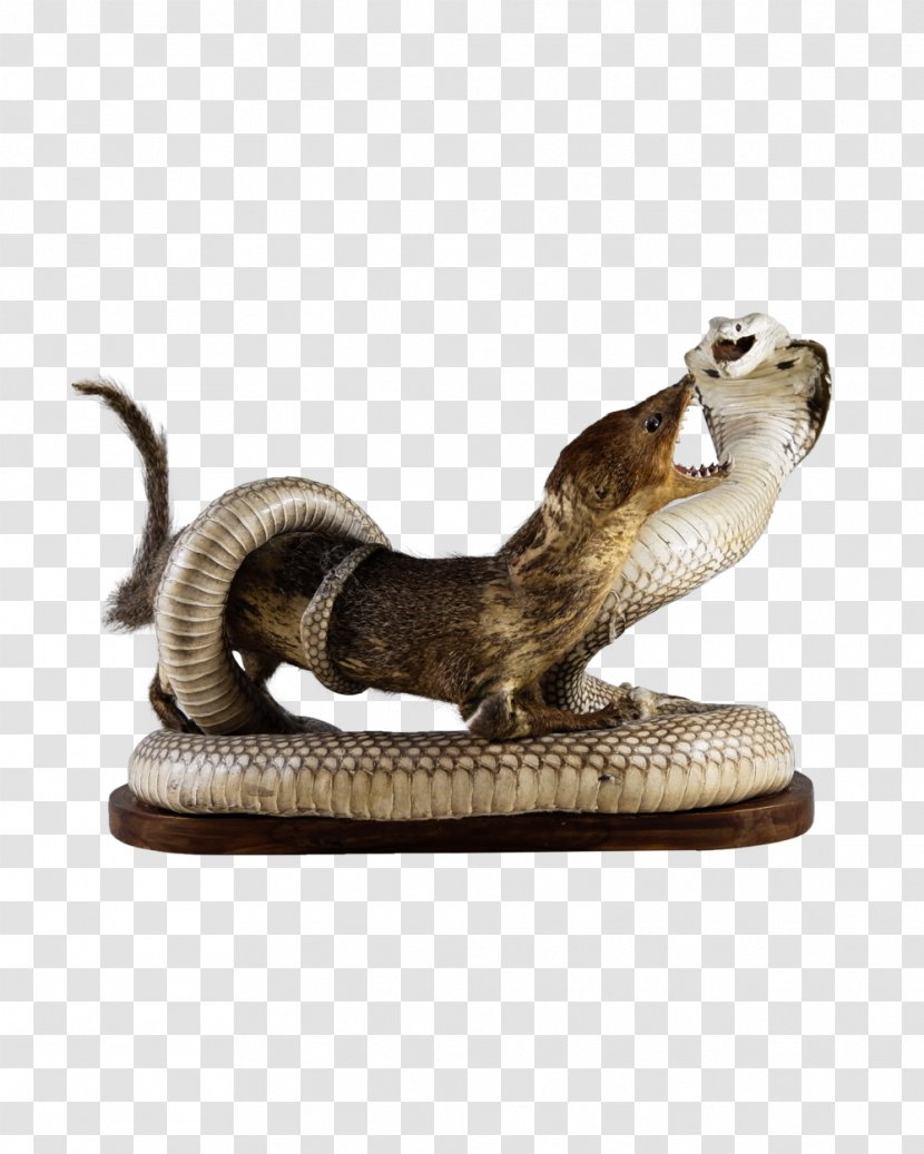 Snakes Reptile Indian Cobra Mongoose - Vipers Transparent PNG