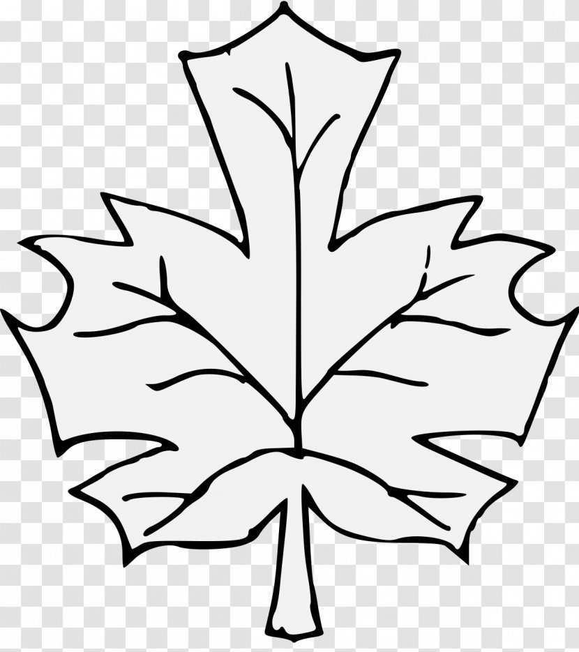Art Museum Drawing Maple Leaf - Woody Plant Transparent PNG