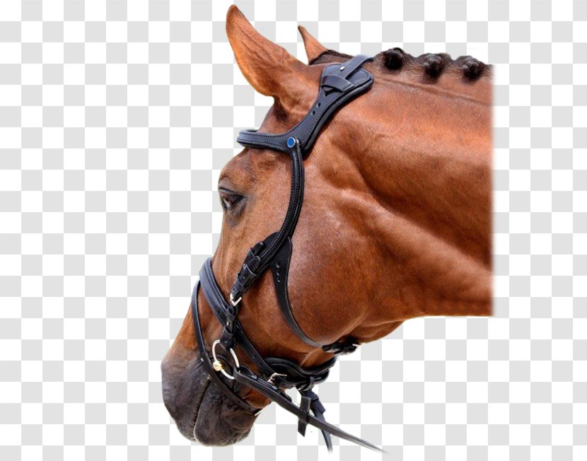 Horse Tack Bitless Bridle - Sorrel Transparent PNG