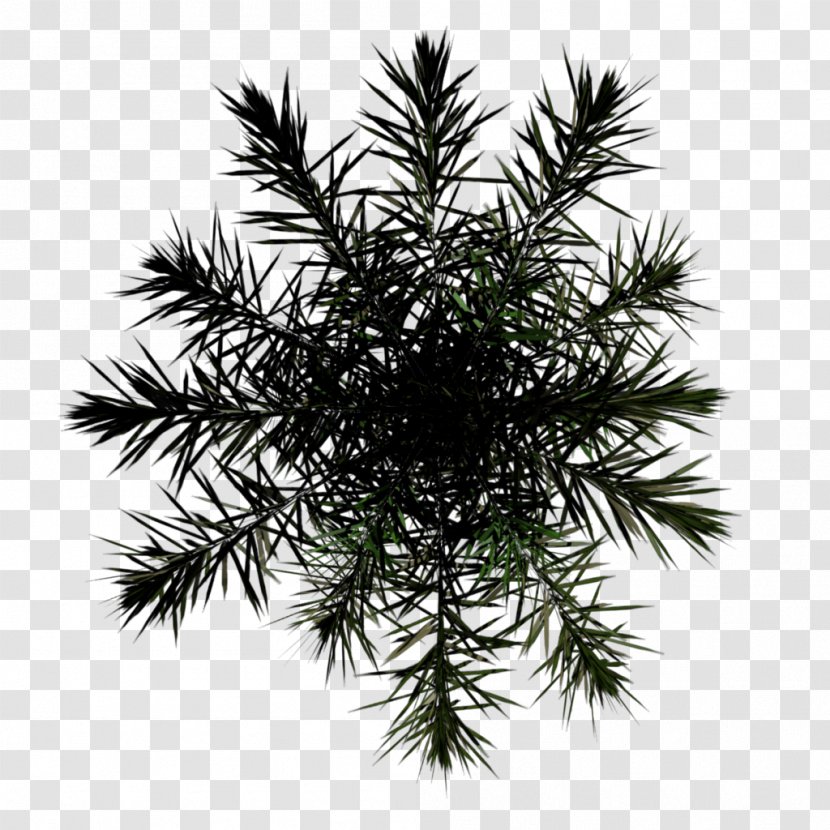 Tree Alpha Mapping Asian Palmyra Palm Compositing - Conifer - 3 Color Blending Transparent PNG