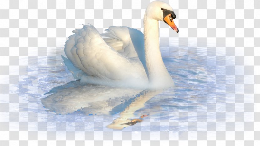 Mute Swan Duck Cygnini - World Wide Web Transparent PNG