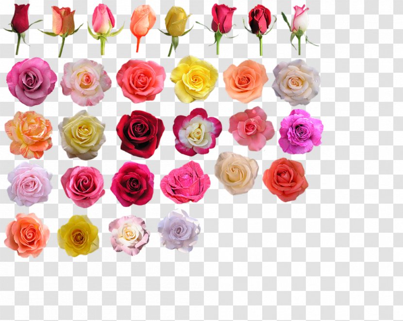 Garden Roses Cut Flowers Blue Rose Hybrid Tea - Flower Arranging Transparent PNG