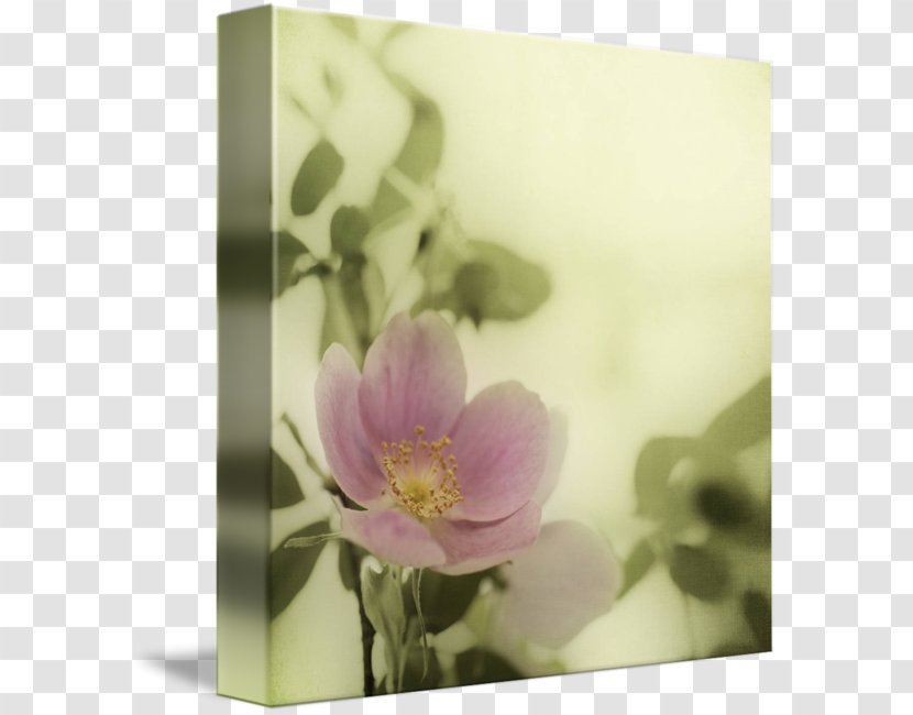 Still Life Photography Floral Design Rose Family - Purple Transparent PNG