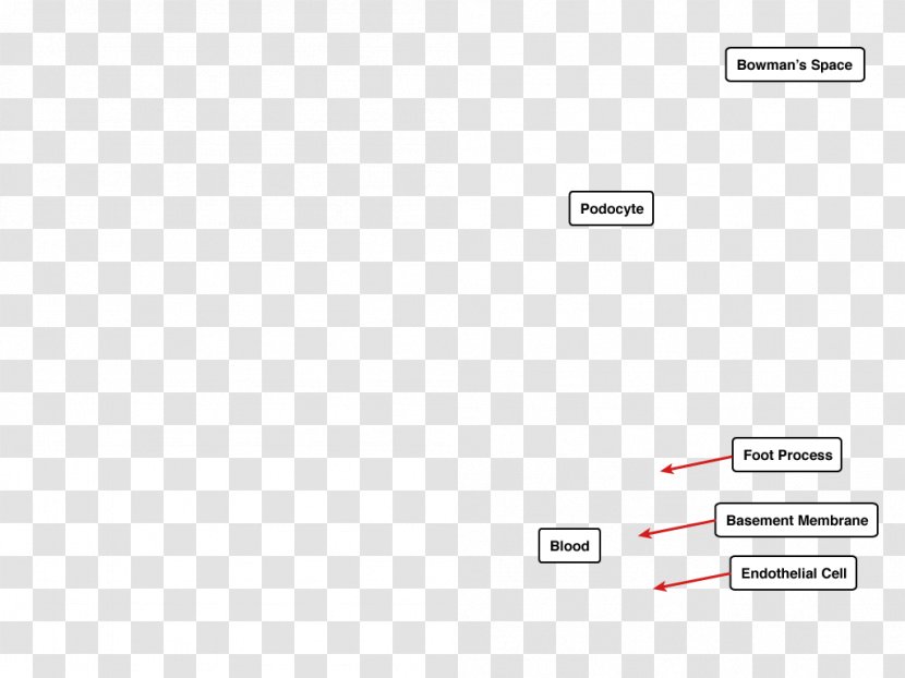 Screenshot Line - Diagram - Cells Transparent PNG