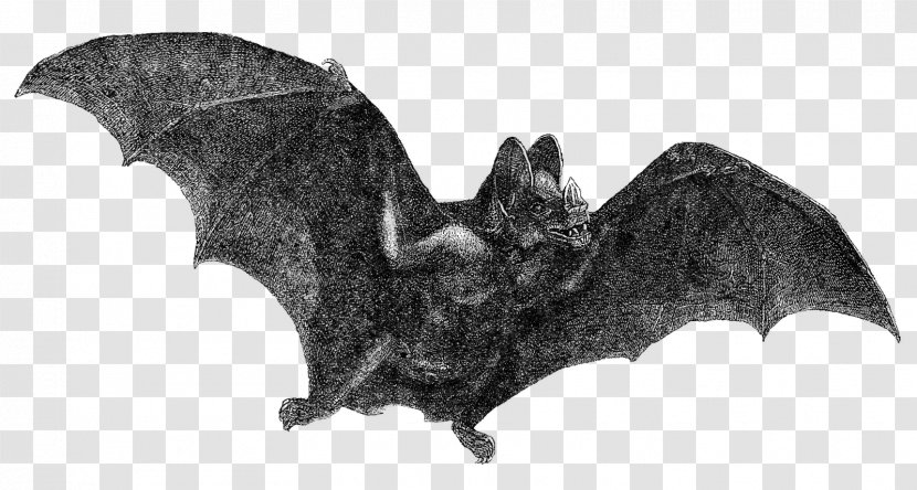 Vampire Bat Halloween Clip Art Transparent PNG