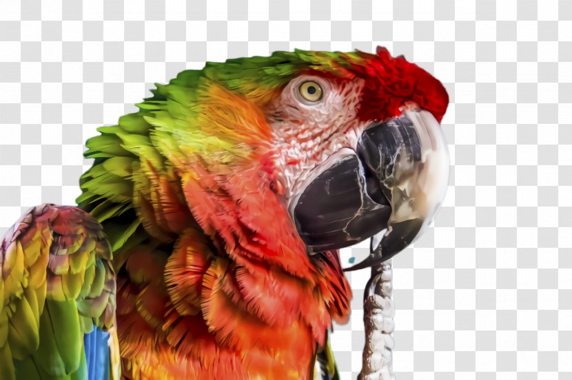 Colorful Background - Exotic Bird - Wildlife Feather Transparent PNG