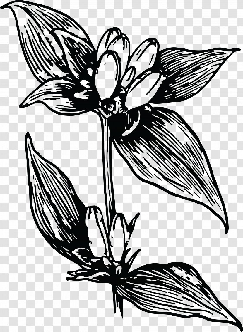 Clip Art Flower Gentian Image Floral Design - Branch Transparent PNG