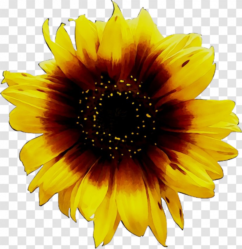 Clip Art Image Desktop Wallpaper Sunflower - Gerbera - Wildflower Transparent PNG