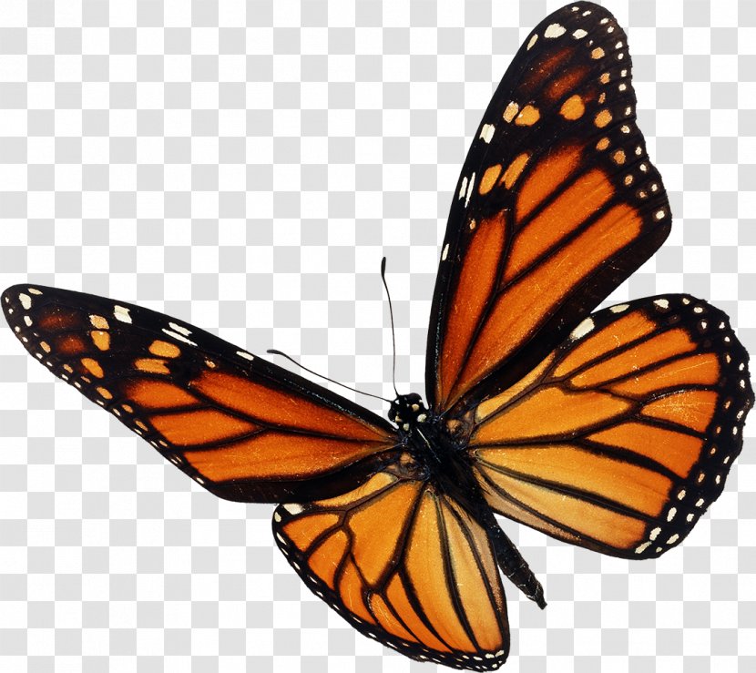 Monarch Butterfly Insect Stock Photography Royalty-free - Wing Transparent PNG