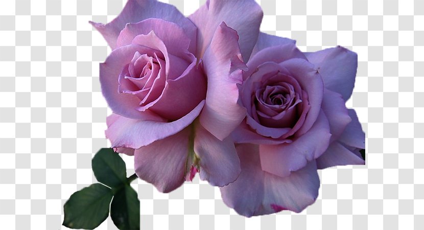 Still Life: Pink Roses Flower - Cut Flowers - Rose Transparent PNG