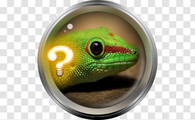 Lizard Eidechse Tokay Gecko 2018 Sónar - Sonar Transparent PNG