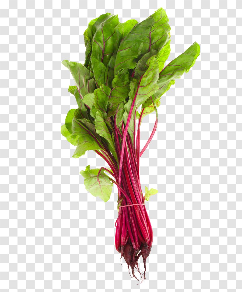 Paleolithic Diet Calcium Eating Food - Spring Greens - A High Definition Picture Of Beet Leaf Transparent PNG
