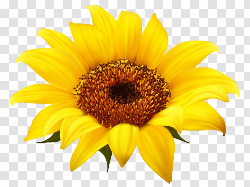 Clip Art Transparency Image Free Content - Petal - Sunflower Transparent PNG