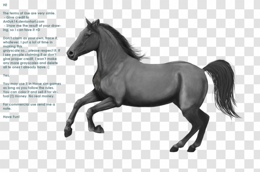 Mane Mustang Appaloosa Pony Stallion Transparent PNG