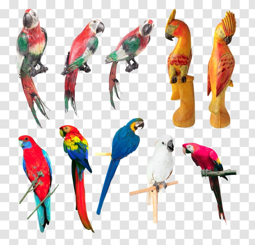Budgerigar Bird Parakeet Parrot - Toy Transparent PNG
