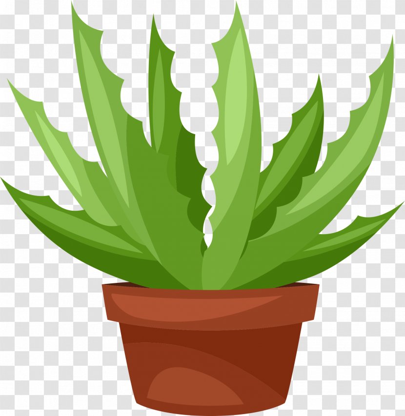 Clip Art Succulent Plant Cactus Vector Graphics Illustration - Leaf Transparent PNG