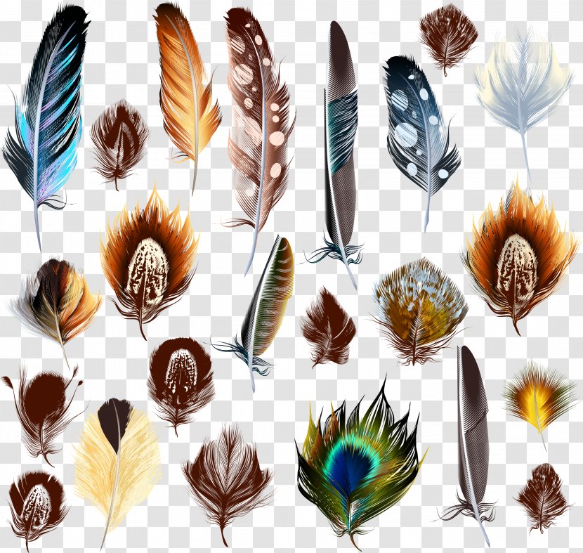Bird Feather Euclidean Vector - Gradient Transparent PNG