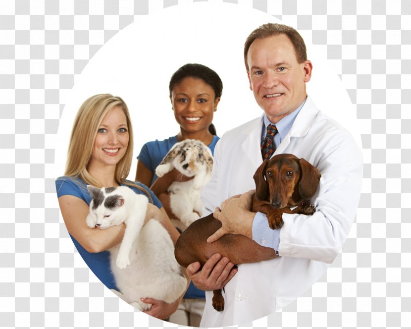 Cat Veterinarian Pet Labrador Retriever Veterinary Medicine - Dog Breed Transparent PNG