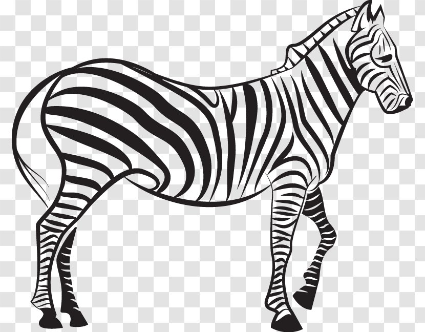 Zebra Euclidean Vector Illustration - Mammal Transparent PNG