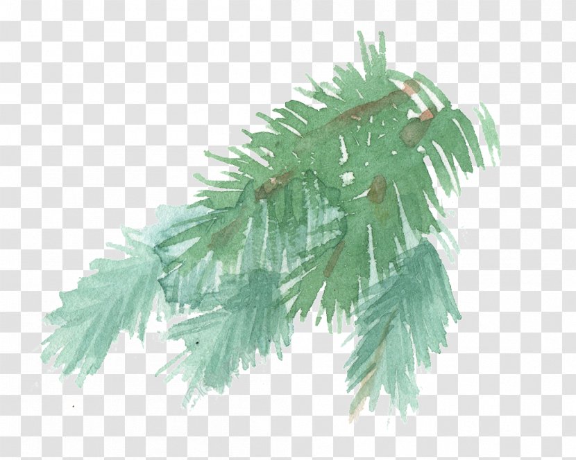 Fir Pine Watercolor Painting Leaf Image Transparent PNG