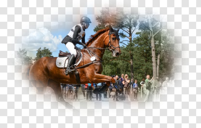 Eventing Stallion Hunt Seat Rein Horse - Jumping Transparent PNG