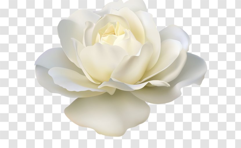 Rose White Artificial Flower Clip Art Transparent PNG