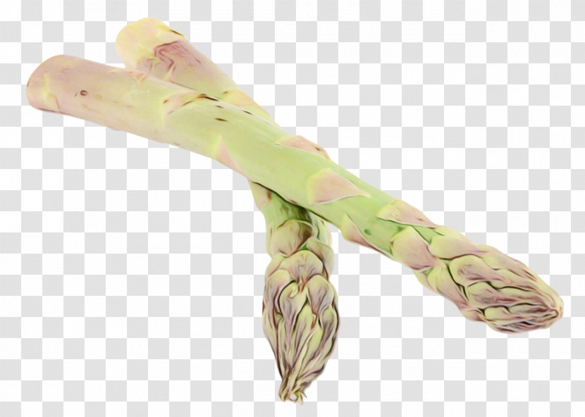 Asparagus Plant Vegetable Celtuce Transparent PNG