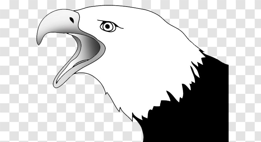 Bald Eagle Drawing Sketch - Art Transparent PNG